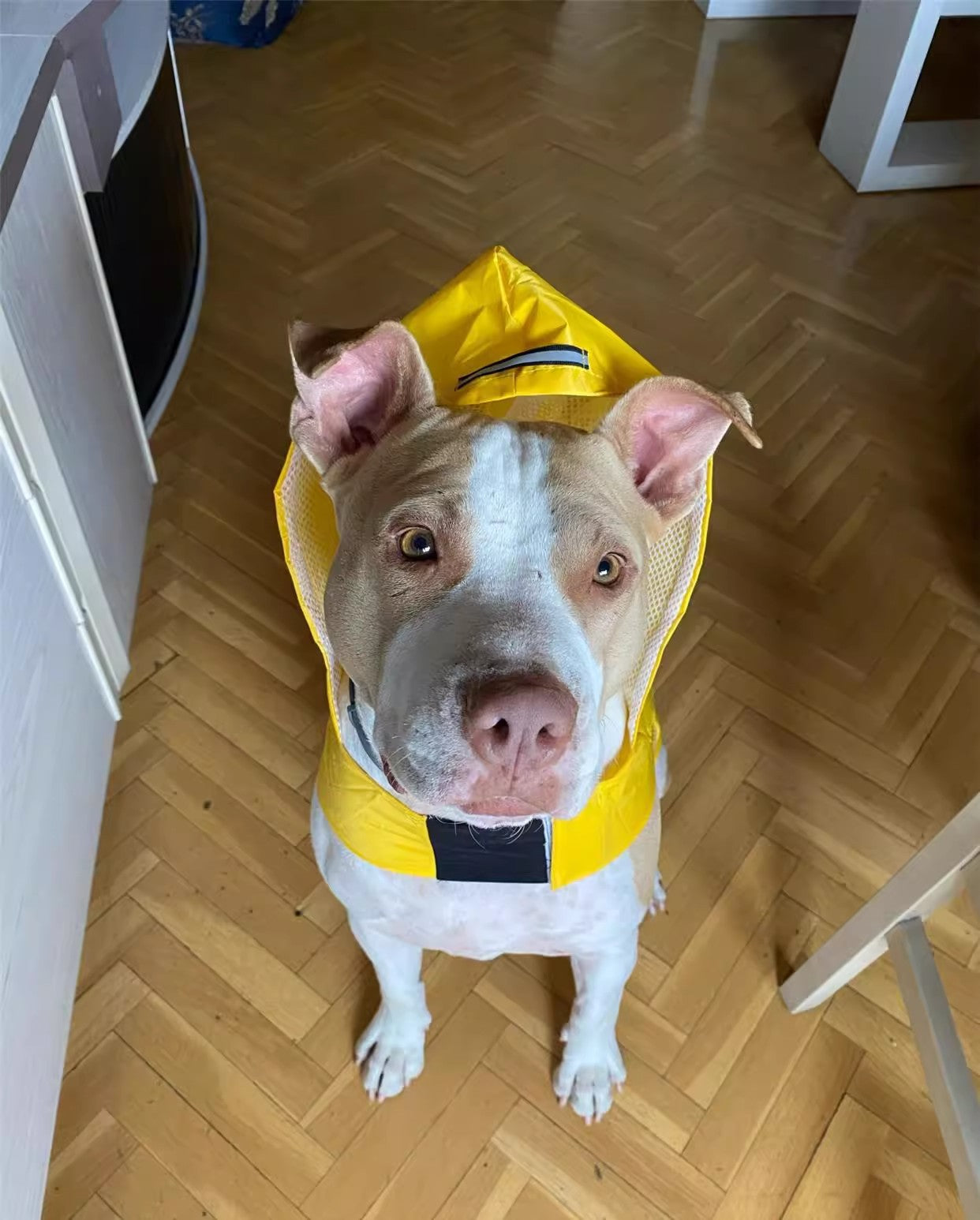 Large Waterproof Dog Raincoat for Outdoor Use